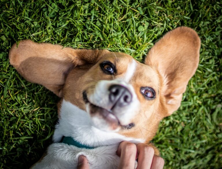 Navigating the Challenges of Marketing in the Pet Industry